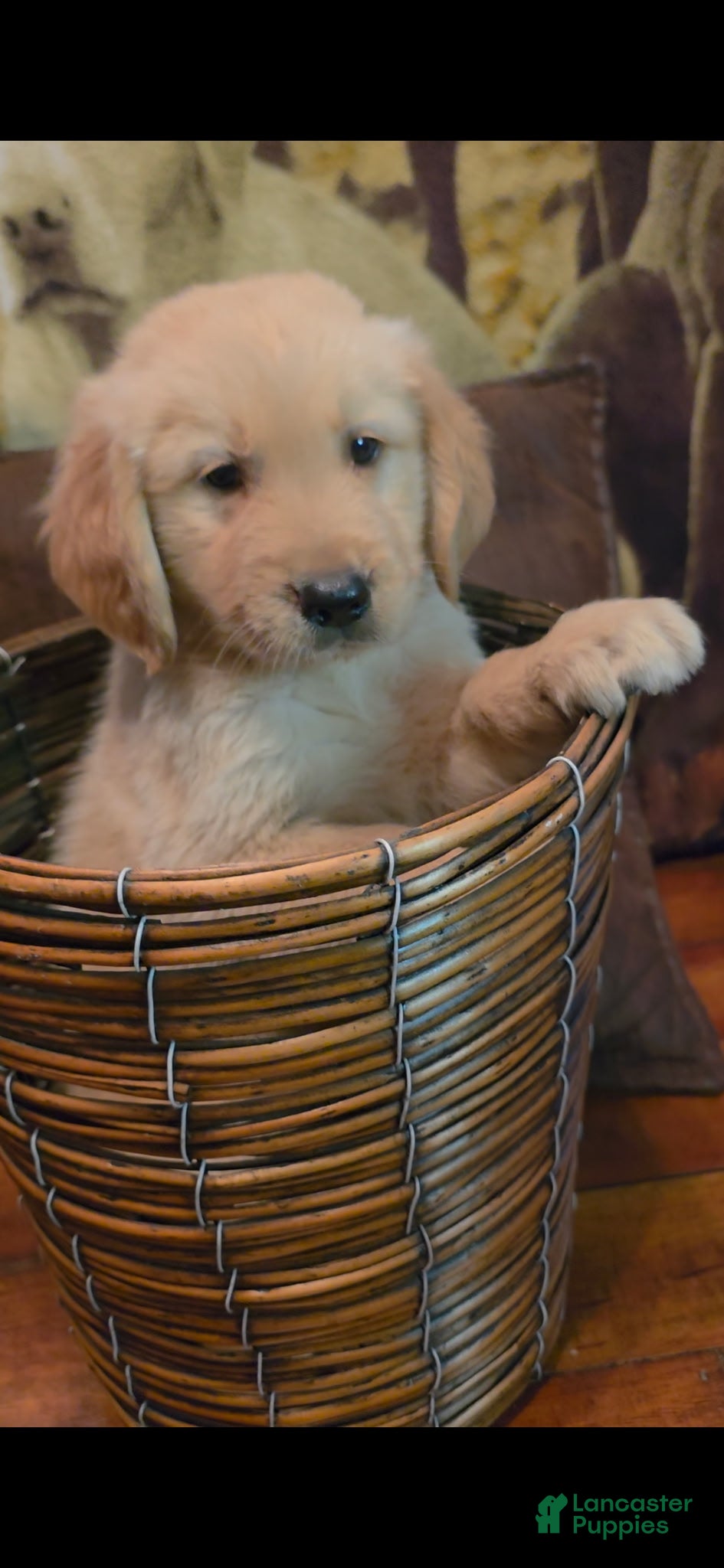 Golden Retriever dogs AKC Buck - Ad 2