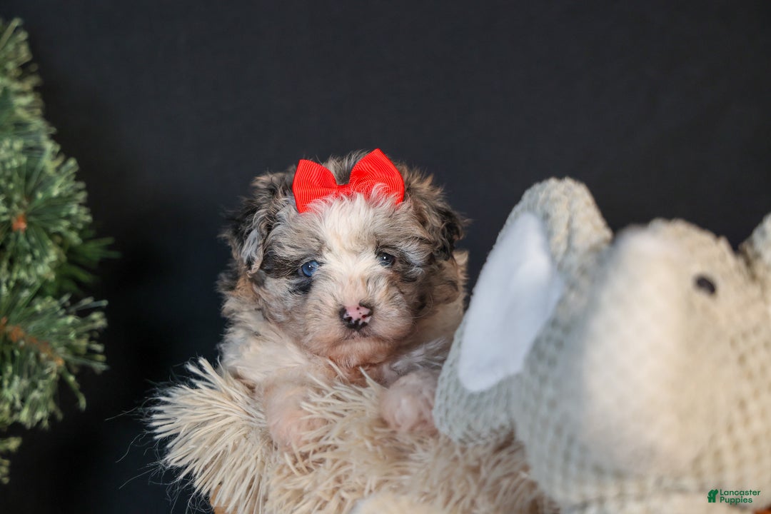 Mini Aussiedoodle dogs for sale: Gloria - Ad 1