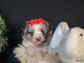 Mini Aussiedoodle dogs for sale: Gloria - Ad 4