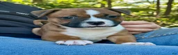 Staffordshire Bull Terrier dogs for sale: Foyt  - Ad 5