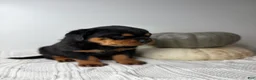 Rottweiler dogs for sale: Rottweiler 3 - Ad 9