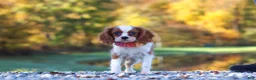 Cavalier King Charles Spaniel dogs for sale: Ariella - Ad 4