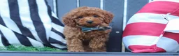 Miniature Poodle dogs for sale: Greyson - Ad 4