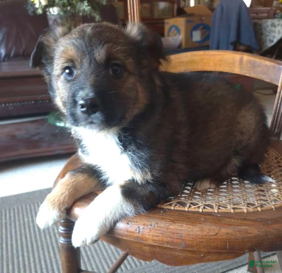Mixed Breed dogs for sale: Buttons  - Ad 4