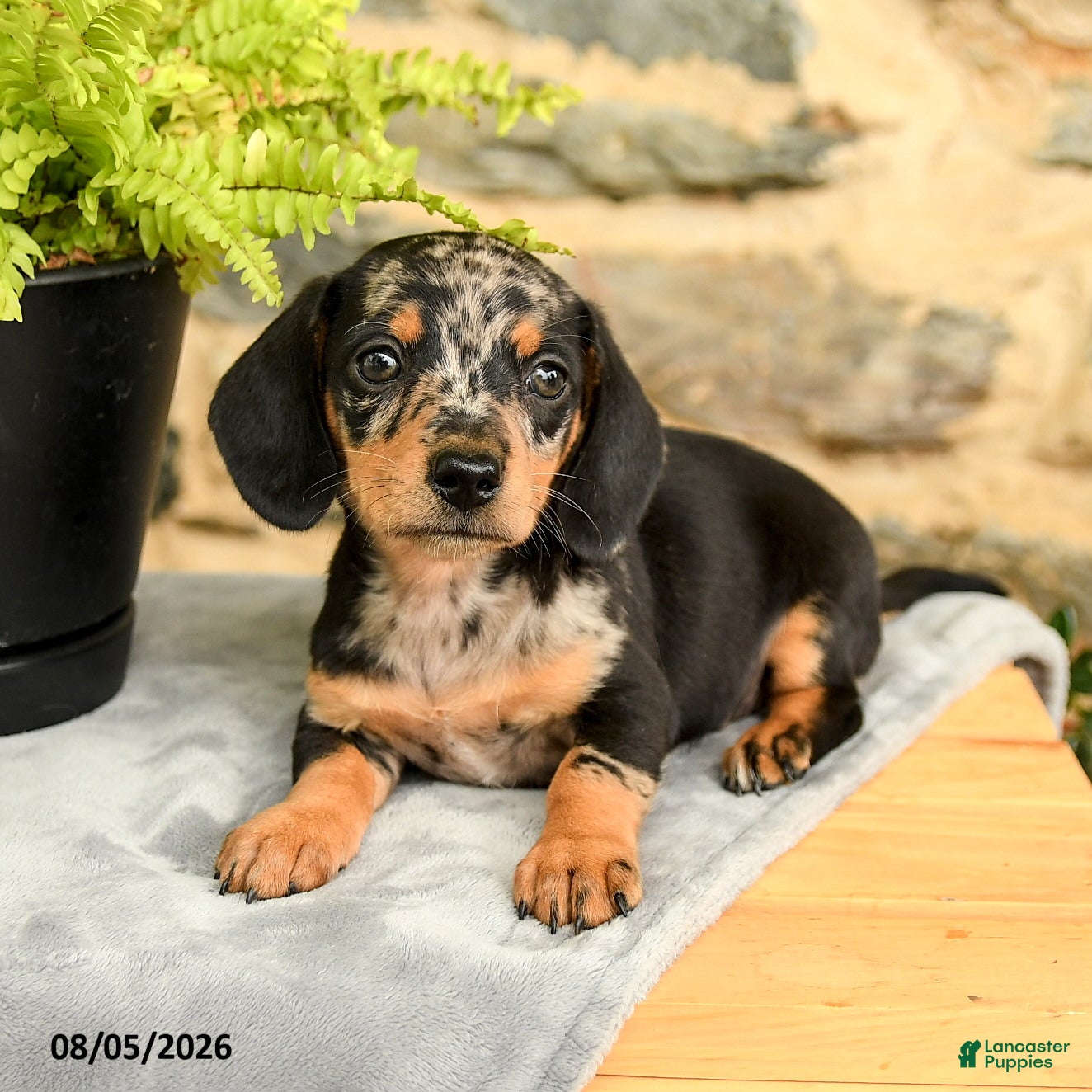 Miniature Dachshund dogs Twix - Ad 2