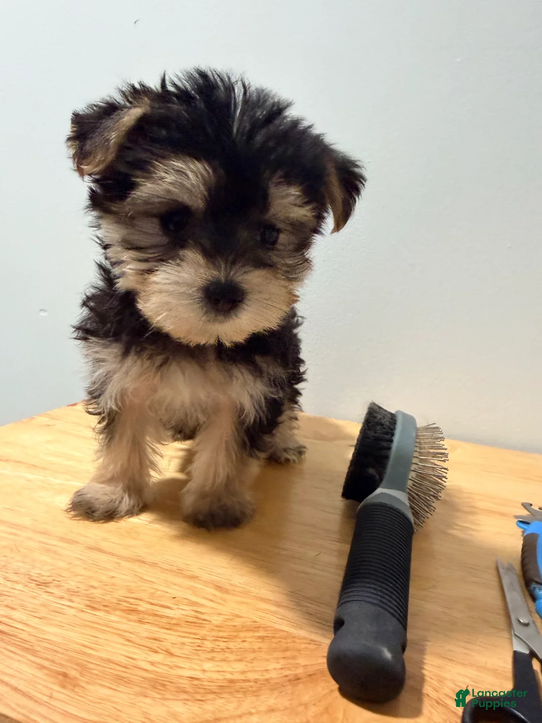 Morkie dogs for sale: Morkie 1 - Ad 1