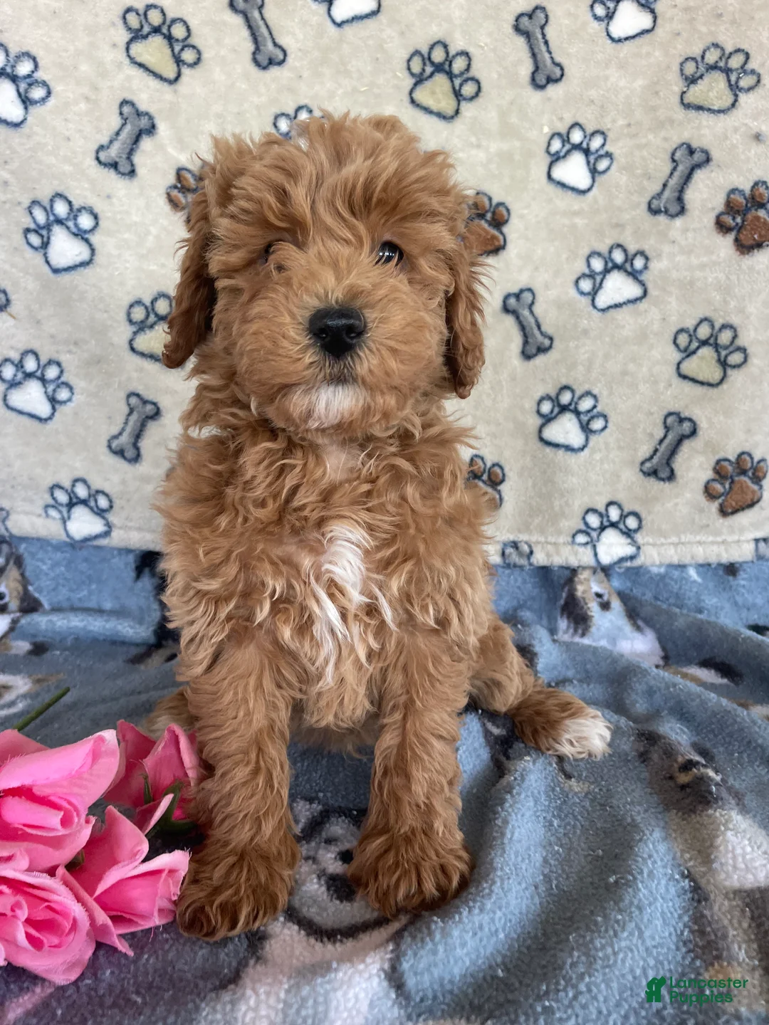 Mini Goldendoodle dogs for sale: Popcorn - Ad 4