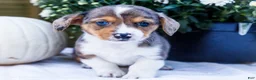 Mixed Breed dogs for sale: Pepper - Ad 3