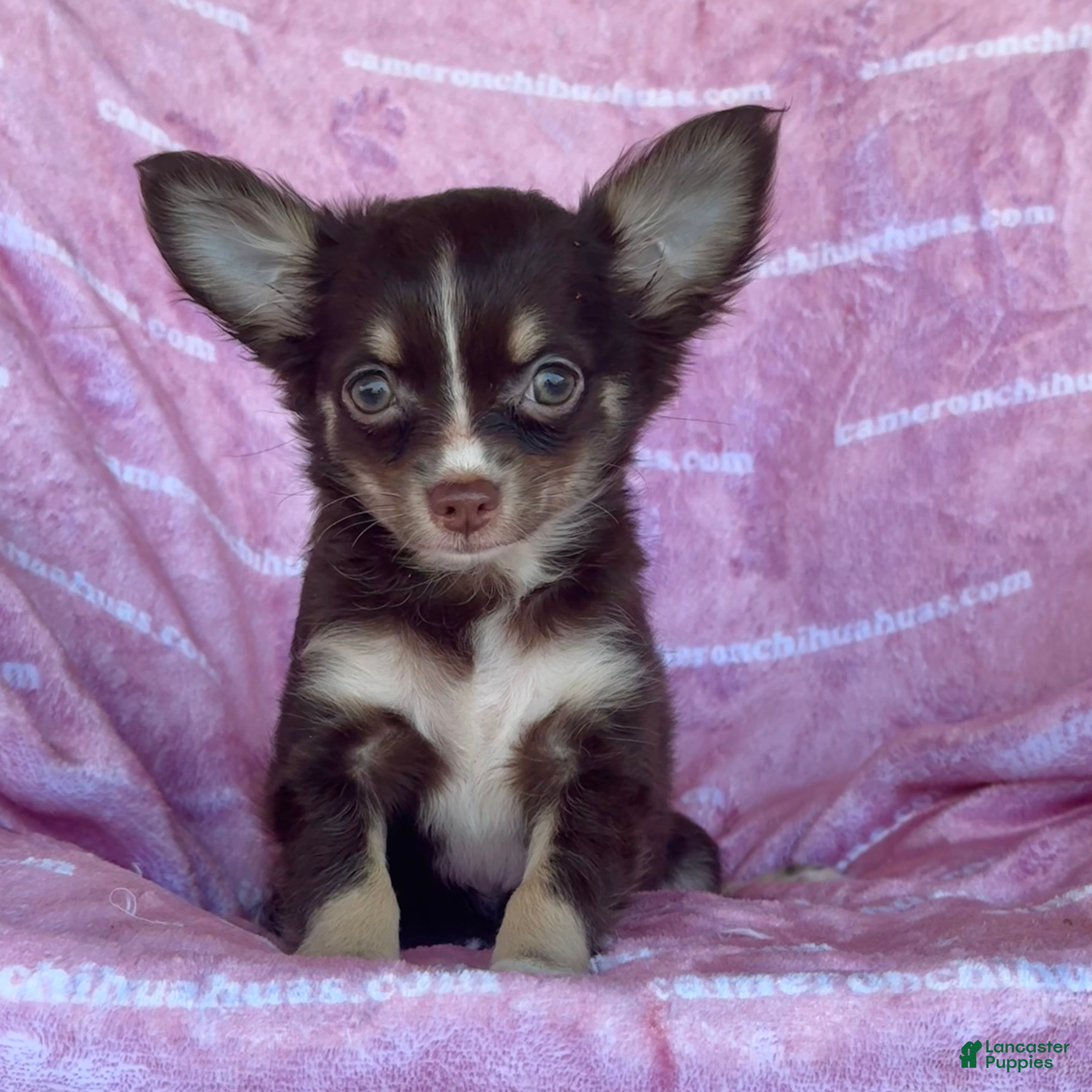 Chihuahua dogs Addison Chocolate Tri LC - Ad 2