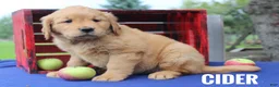 Golden Retriever dogs for sale: Cider - Ad 2