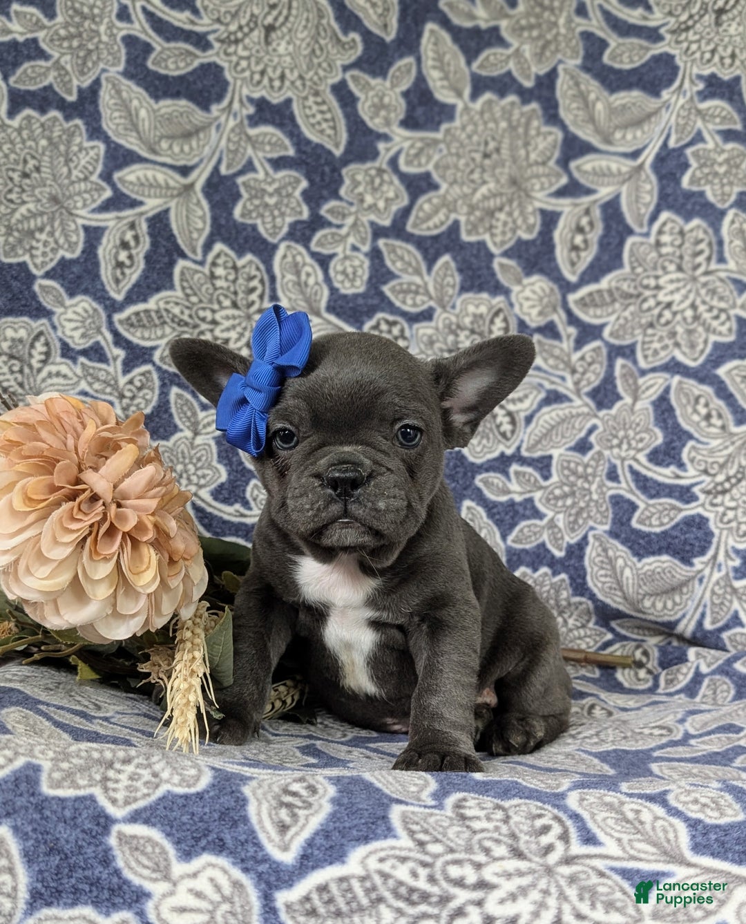 French Bulldog dogs for sale: Nadia - Ad 32