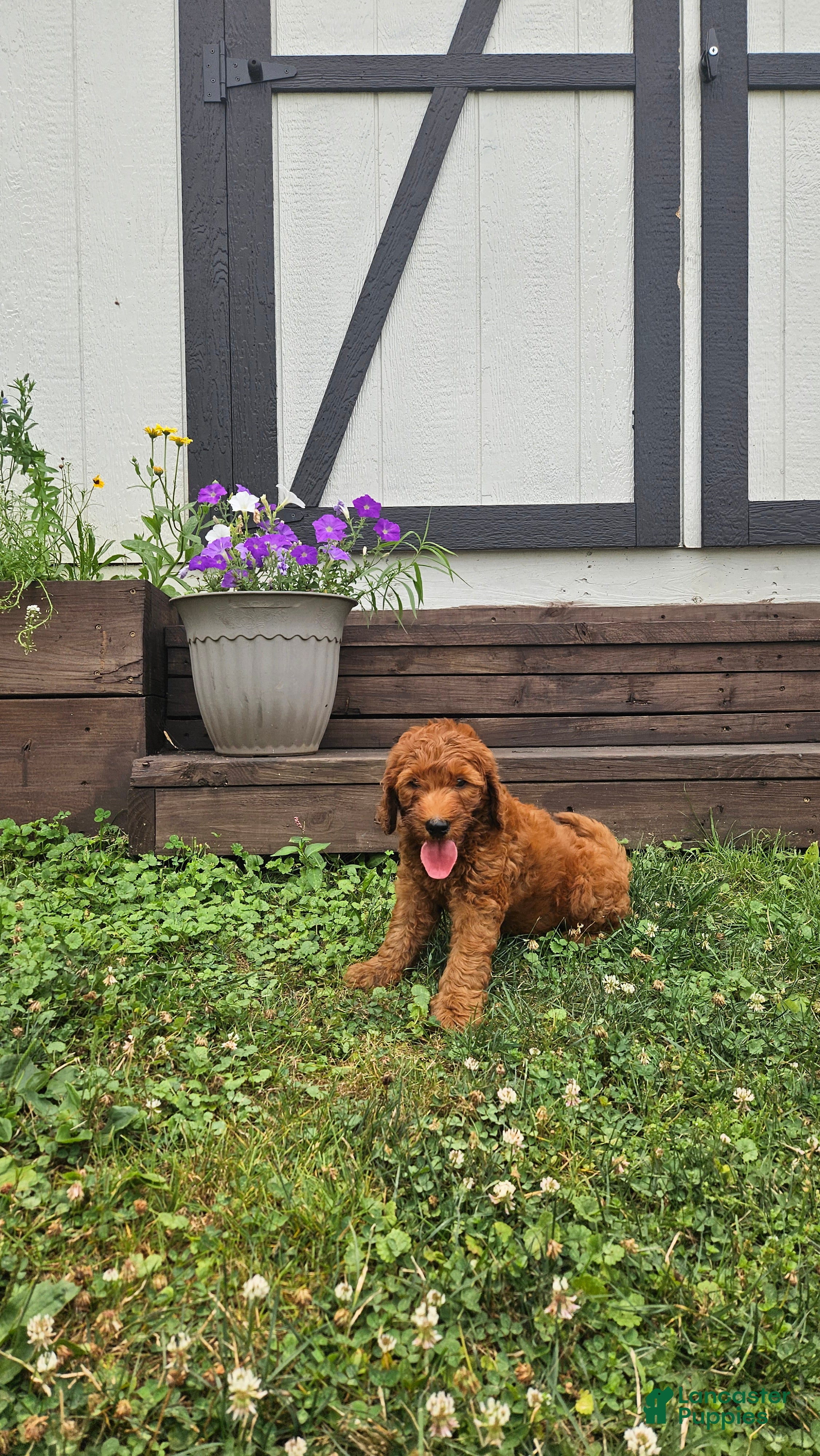 Mini Goldendoodle dogs Finn - Ad 1