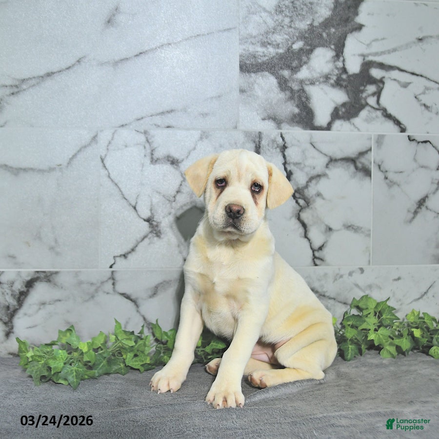 Mini Hippo dogs Betty   - Ad 1