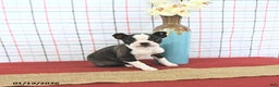 Boston Terrier dogs for sale: Romeo - Ad 5