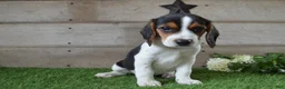 Beagle dogs for sale: Jayce - Ad 4