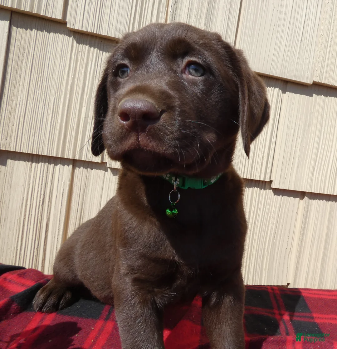 Labrador Retriever dogs for sale: Labrador Retriever Puppy 7 April - Ad 2