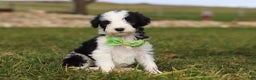 Sheepadoodle dogs for sale: Jingle - Ad 2