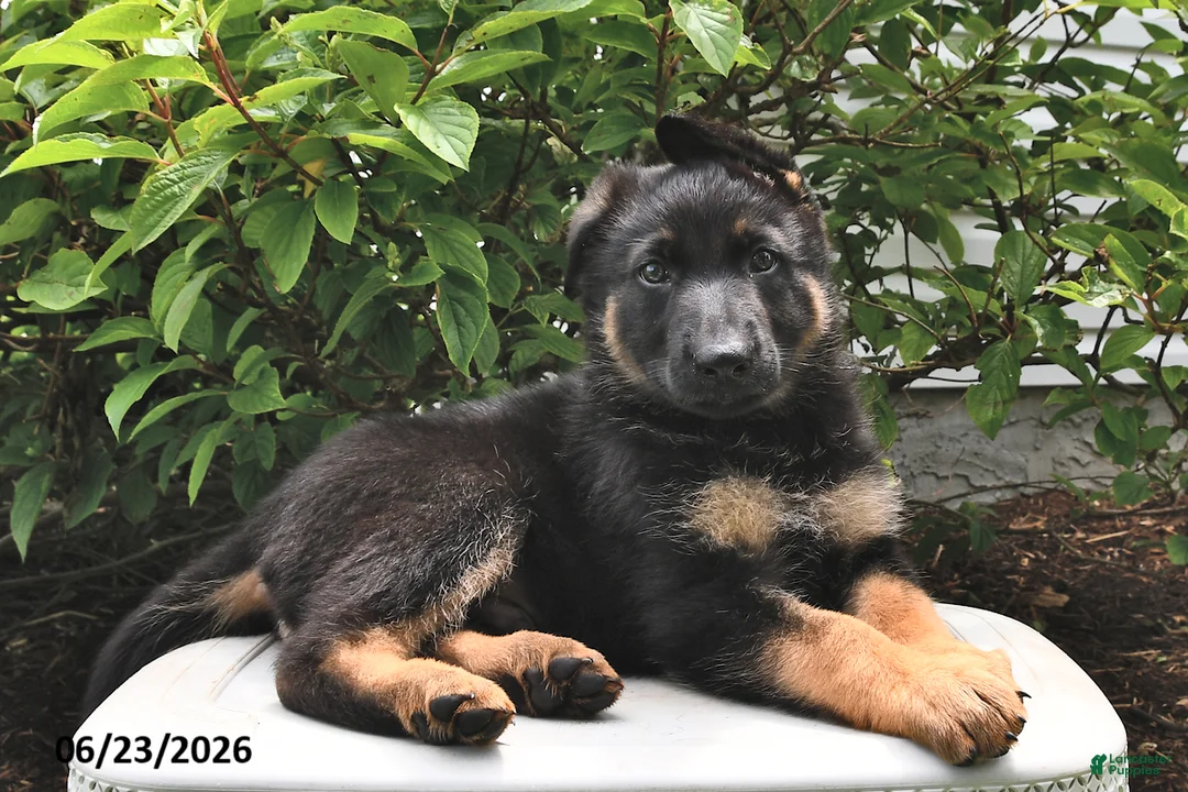 German Shepherd dogs for sale: King - Ad 1