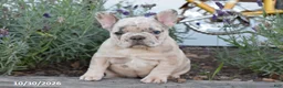 French Bulldog dogs for sale: Tootsie - Ad 2