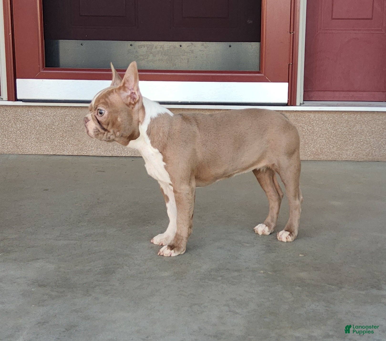 Boston Terrier dogs Akc Haven - Ad 2