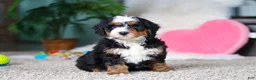 Mini Bernedoodle dogs for sale: Onyx - Ad 4