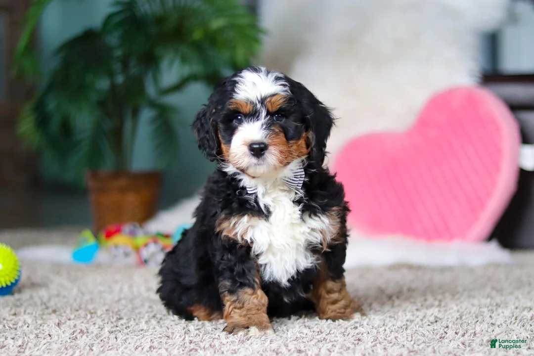 Mini Bernedoodle dogs for sale: Onyx - Ad 4