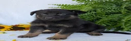 German Shepherd dogs for sale: Ben  - Ad 14