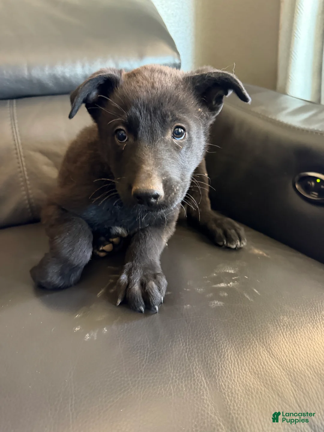 German Shepherd dogs for sale: German Shepherd Puppy 6 - Ad 2