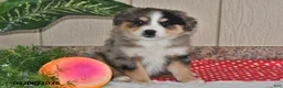 Australian Shepherd dogs for sale: Luke - Ad 3