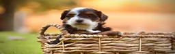 Mini Bernedoodle dogs for sale: Zoey - Ad 1