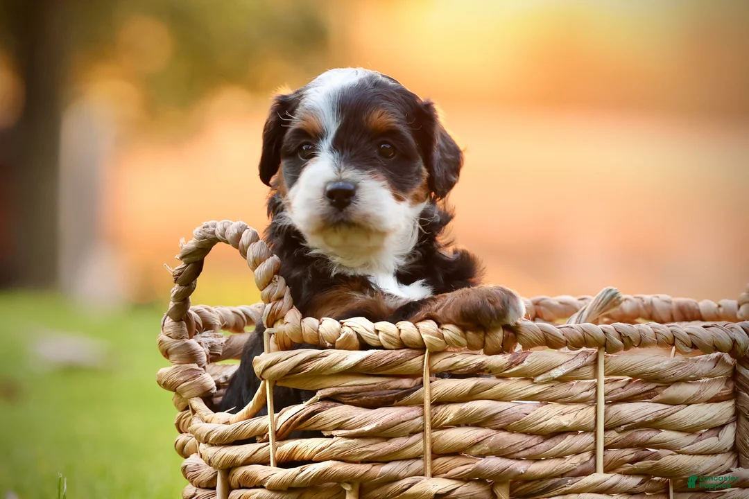 Mini Bernedoodle dogs for sale: Zoey - Ad 1