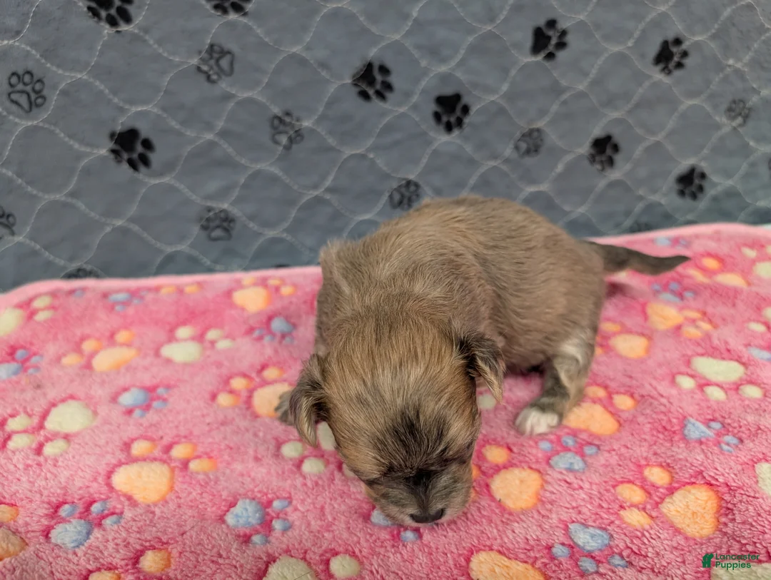 Chihuahua dogs for sale: Brielle - Ad 6