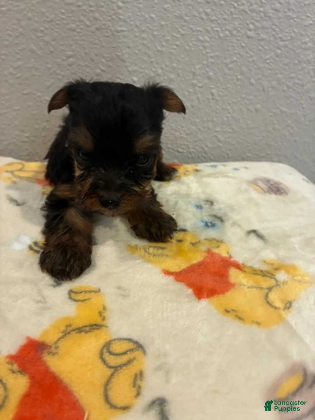 Yorkshire Terrier dogs for sale: Boy 3 - Ad 2