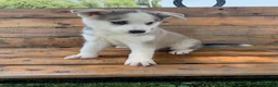 Alaskan Husky dogs for sale: Sabre - Ad 4