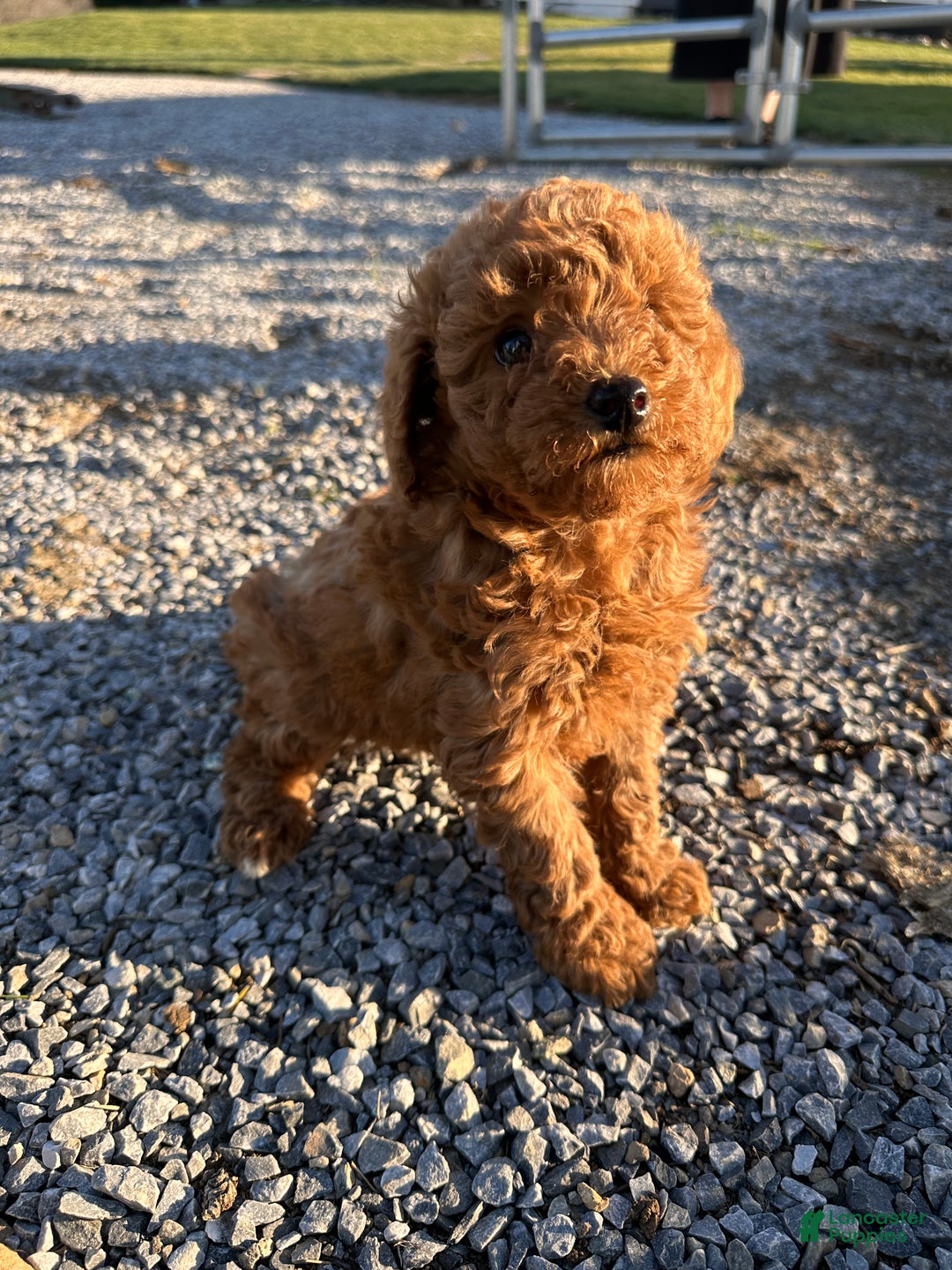 Toy Poodle dogs for sale: Buddy - Ad 2