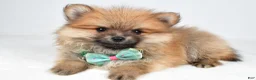 Pomeranian dogs for sale: Fritz - Ad 2