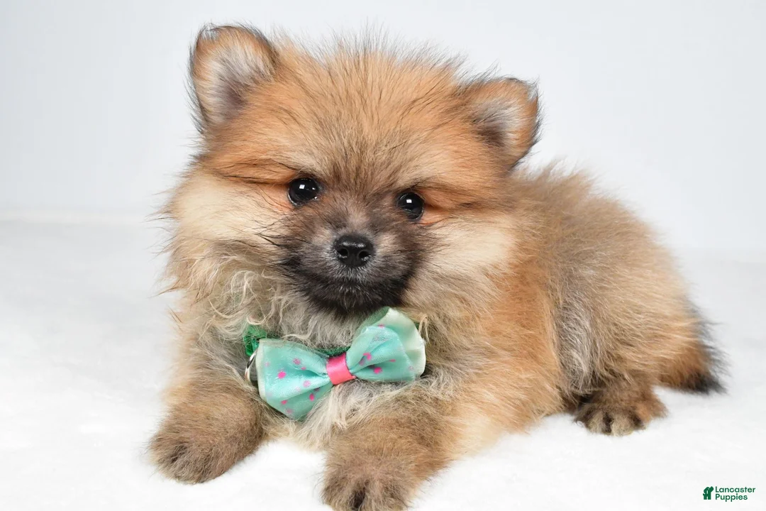 Pomeranian dogs for sale: Fritz - Ad 2