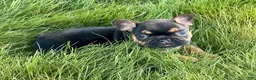 French Bulldog dogs for sale: Axel - Ad 5
