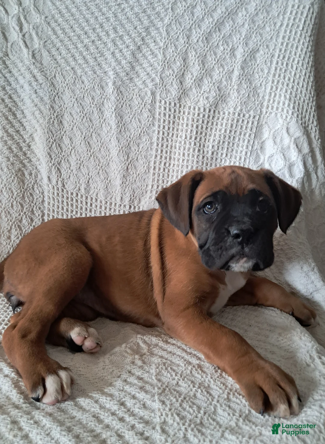 Boxer dogs for sale: Suzy - Ad 1