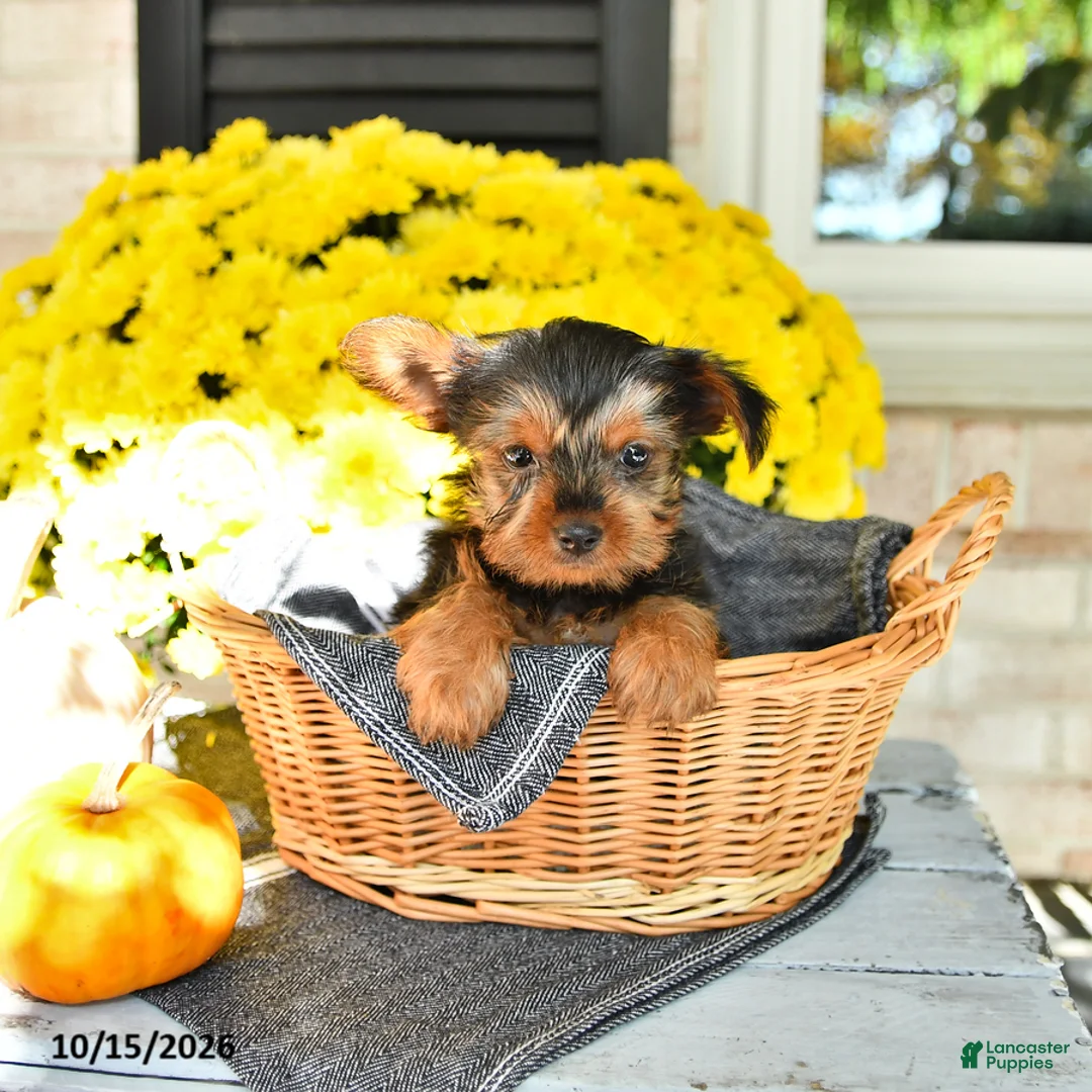 Yorkshire Terrier dogs for sale: Ralph - Ad 1