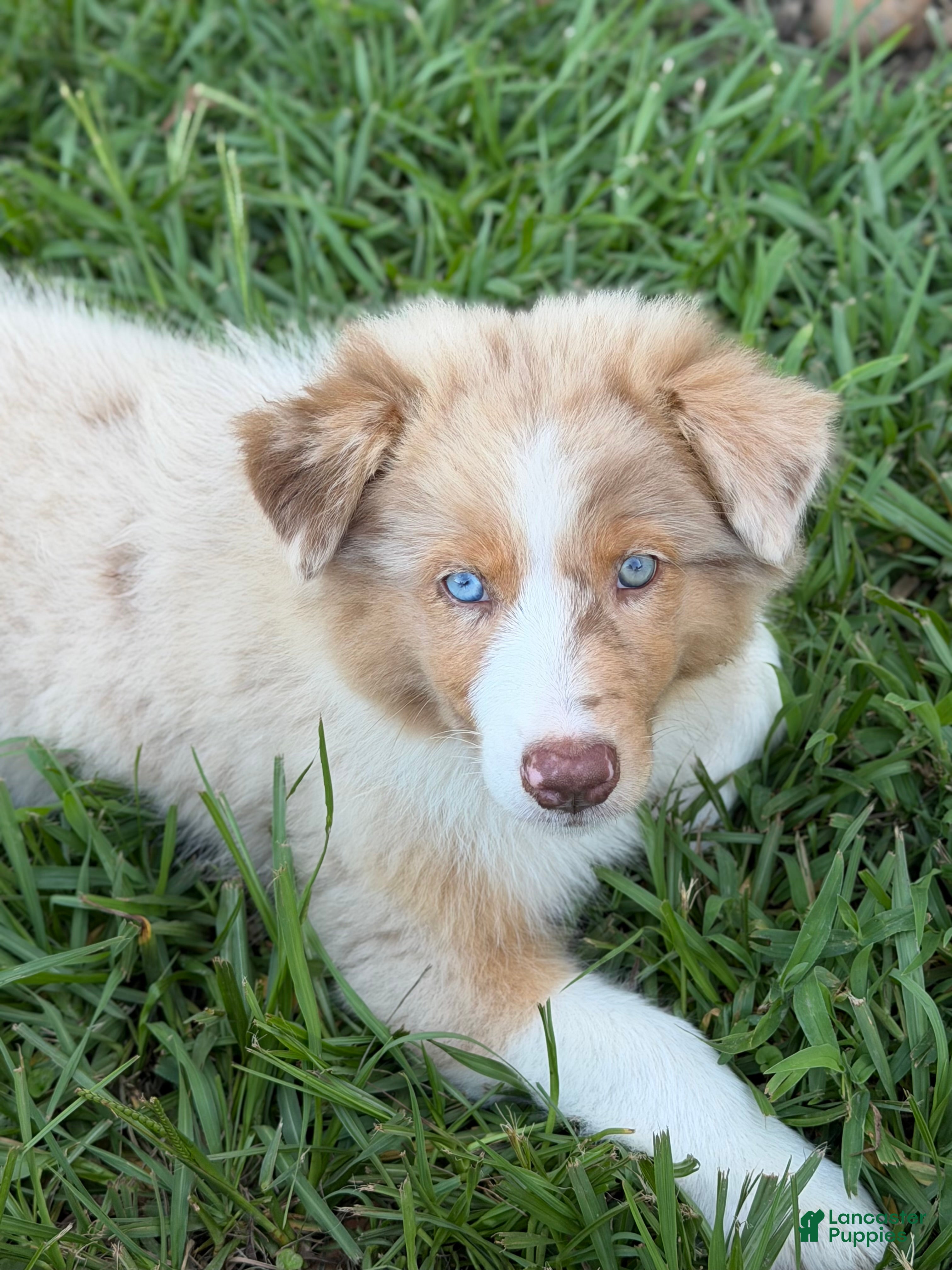 Australian Shepherd dogs AKC 3 Belle - Ad 2