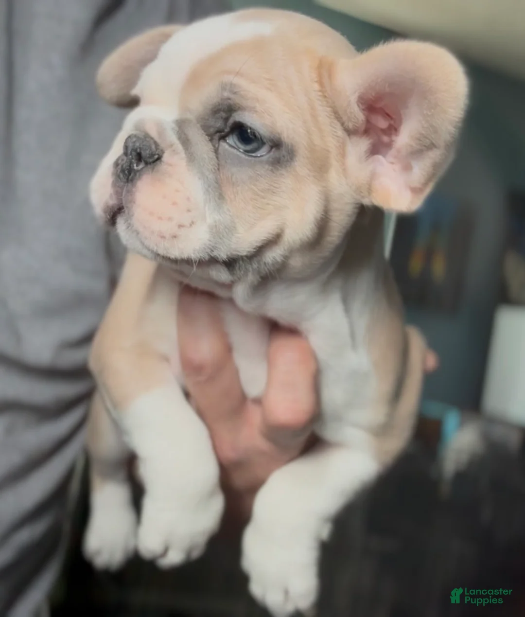 French Bulldog dogs for sale: Pretty Girl - Ad 2