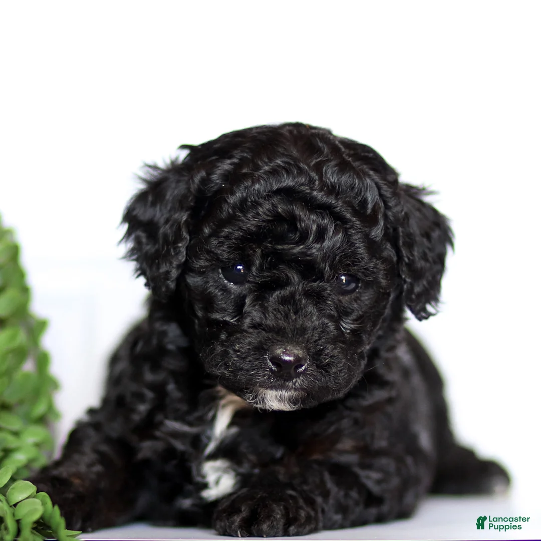 Goldendoodle dogs for sale: Hannah - Ad 2
