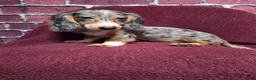 Miniature Dachshund dogs for sale: Chloe - Ad 5