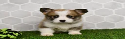 Welsh Corgi Pembroke dogs for sale: Iris 2505 - Ad 2