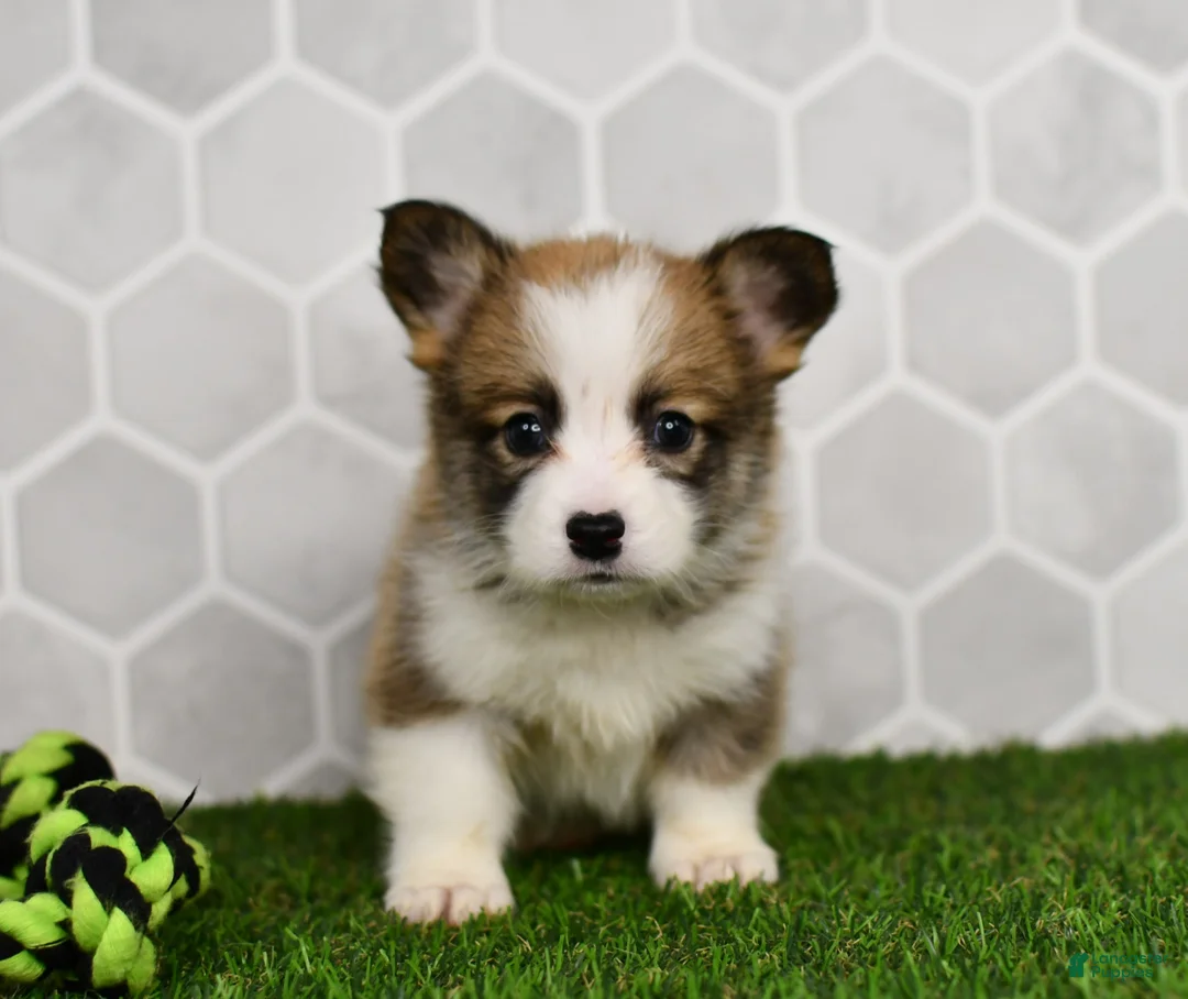 Welsh Corgi Pembroke dogs for sale: Iris 2505 - Ad 2