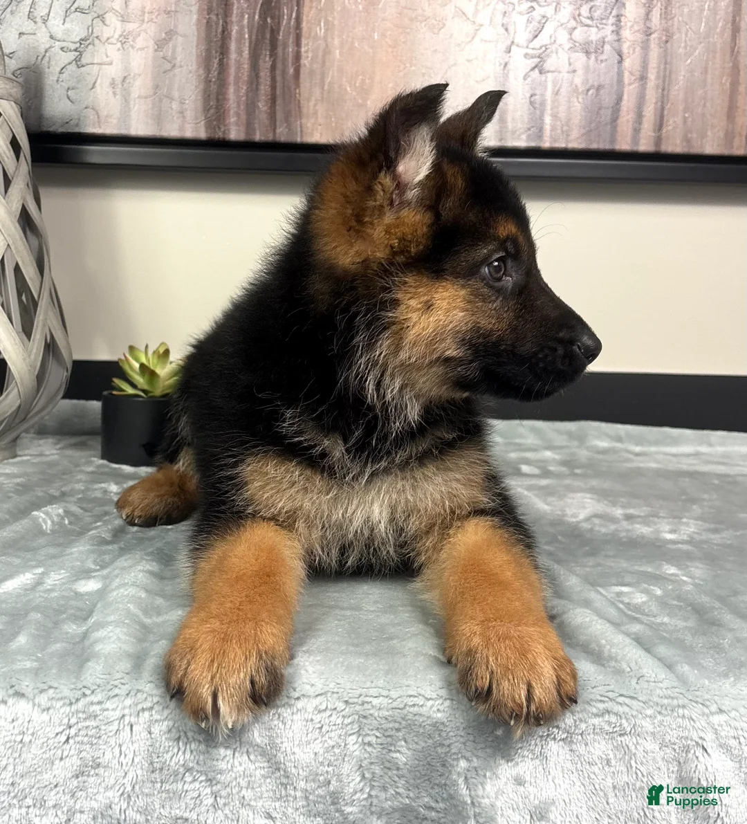 German Shepherd dogs for sale: Girl: Ava - Ad 2