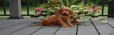 Trixie