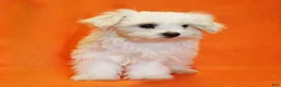 Maltese dogs for sale: Brooke - Ad 3