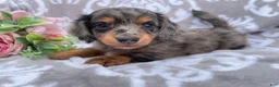 Miniature Dachshund dogs for sale: Flash - Ad 8
